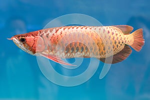 Arowana in aquarium, this is a favorite fish with long body, beautiful dragon shape colorful