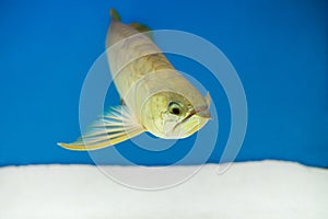 Arowana in aquarium, this is a favorite fish with long body, beautiful dragon shape colorful for decoration in the aquarium in the