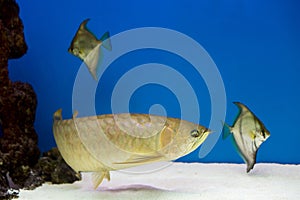 Arowana in aquarium, this is a favorite fish with long body, beautiful dragon shape colorful for decoration in the aquarium in the