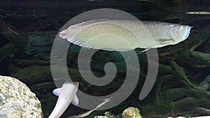 Arowana-dragonfish