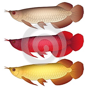 Arowana fish