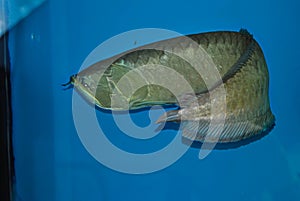 Arowana fish. Aquatic animal, vaastu,  fengshui