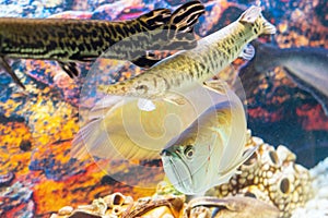 Arowana fish and armored pike swim in the aquarium