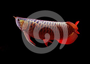 Arowana fish on black background