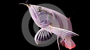 Arowana fish with black background shot in a aquarium