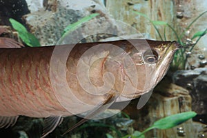 Arowana fish (half body). photo