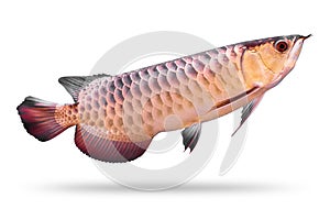 Arowana fish isolated on white background. Asia species. Clipping path