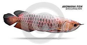 Arowana fish isolated on white background. Asia species. Clipping path