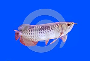 Arowana fish red tail