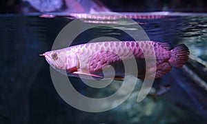 Arowana fish swiming in water at aquarium