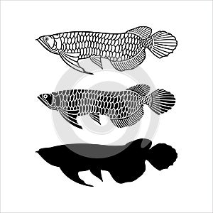 Arowana fish vector icon shillouette