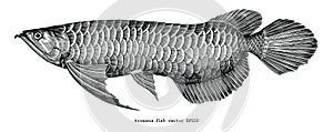 Arowana hand drawing vintage clip art