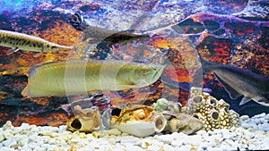 Arowana, pangasius, carapace pike swim in the aquarium