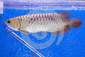 Arowena fish series