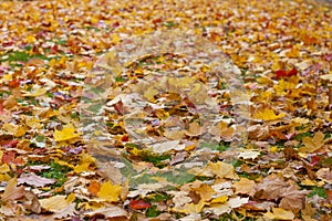 ÃÂ¡arpet of bright maple leaves