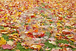 ÃÂ¡arpet of bright maple leaves