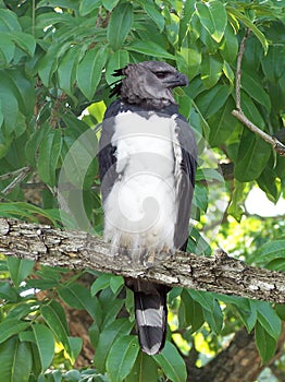 The arpia eagle is one of the largest of its kind