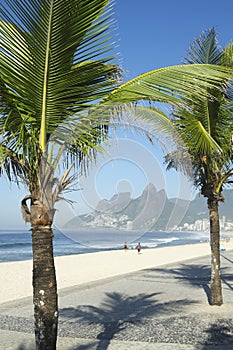 Arpoador Ipanema Beach Rio de Janeiro Palm Tree Shadow