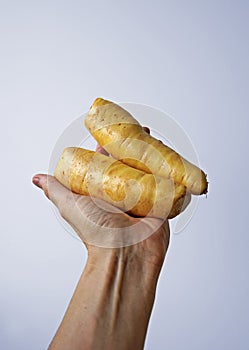 Arracacha or baroa potato on hand in a bright background photo