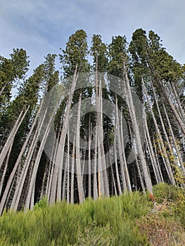 Arrallanes forest, rio negro, argentina