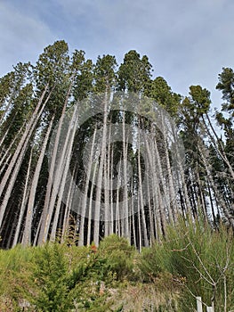 Arrallanes forest, rio negro, argentina