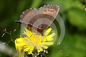 Arran brown, erebia ligea