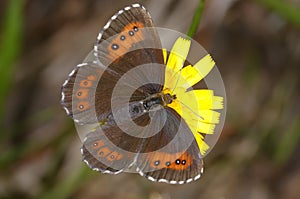 Arran brown, erebia ligea