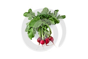 Arrange Fresh Red Radish In White Background