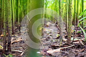 Arrange jute in the field of green jute. Row upon row of jute. Images are in high-resolution backgrounds
