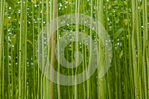 Arrange jute in the field of green jute. Row upon row of jute. Images are in high-resolution backgrounds