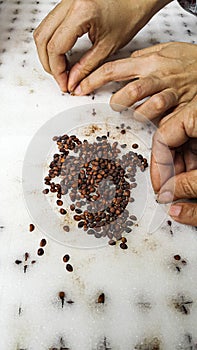 Arrange the seeds on a sponge inside the foam tray to learn how to grow vegetables