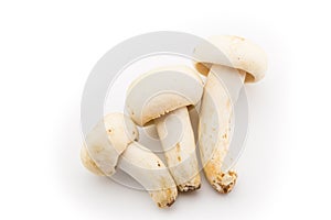 Arrange Wild mushroom on white