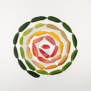 Arranged circle spiral colorful seasonal spring, summer, autumn and winter colorful leaves. Color palette on white background