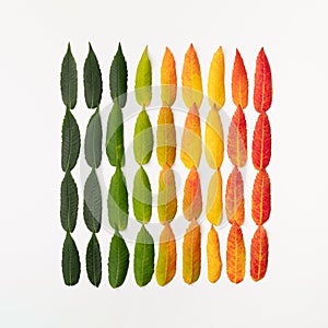 Arranged colorful seasonal spring, summer, autumn and winter colorful leaves. Color palette on white background