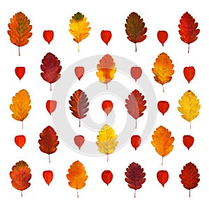 Arranged colorful yellow, red, orange, brown hawthorn fall leaves and physalis lanterns, isolated on white