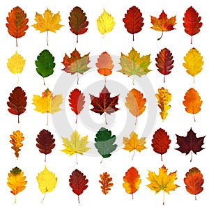 Arranged colorful yellow, red, orange, green hawthorn, maple, oak fall leaves