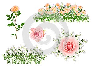 Arranged isolated flowers