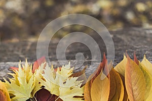 Arranged leaves on tree