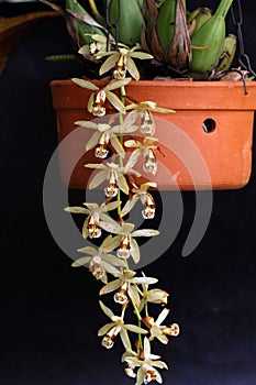Arrangement of a beautiful beije orchid flower.