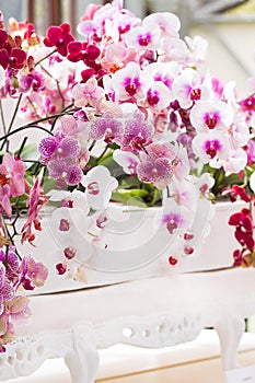 Arrangement colorful moth orchids