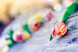 Arrangement of colorful spring flowers in the own garden blurry background with text space ideal for postcard