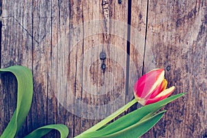 Arrangement of colorful tulips on a rustic wooden table, text space