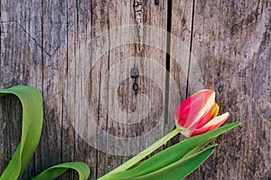 Arrangement of colorful tulips on a rustic wooden table, text space