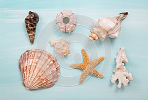 Arrangement of different shells on blue or turquoise wooden back