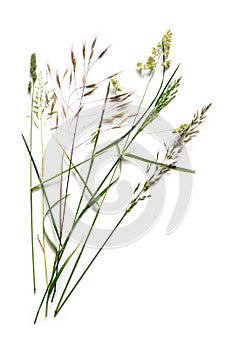 Arrangement with different wild grasses, like dactylis, brome and ryegrass isolated on a white background with copy space