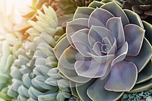 Arrangement of Echeveria, Succulent Plants in the Garden