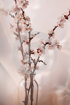 Arrangement of flowers in a vase, apricot flowers on a pastel background. Background for rest. Web banner.