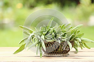 Arrangement of fresh sage in a basket