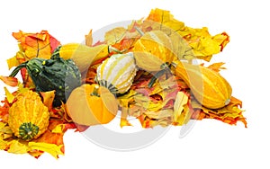 Arrangement of gourds on leaves