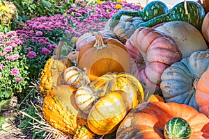 Arrangement of Gourds and Pumpkins